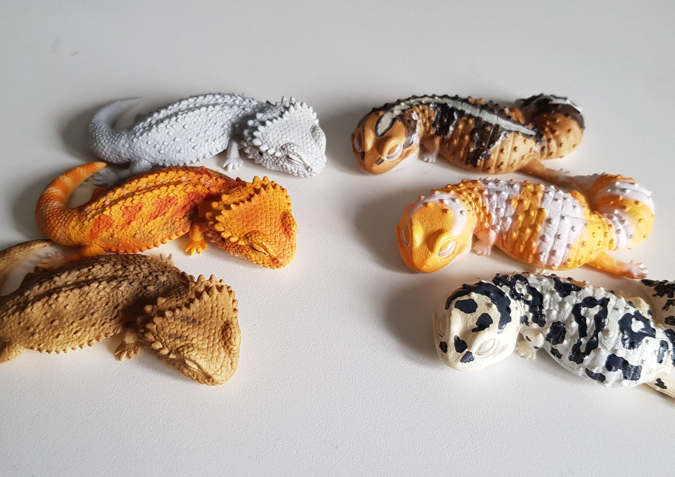 Bearded Dragon Babies for Sale - Pet Central - Pet Central