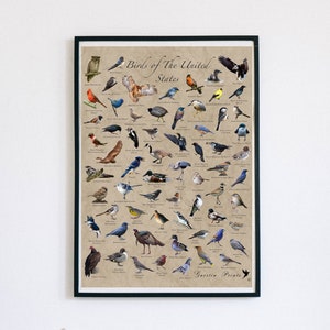 Aves imperdibles en los EE.UU. - Cartel de aves (18" x 24" - Hecho en América del Norte) - Observación de aves