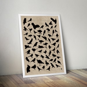 Observación de aves - SCRATCH OFF POSTER (18" x 24" - Made in North America) - Bird Poster