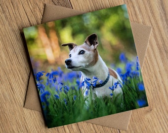 Beautiful greeting card featuring Buzz, a handsome Jack Russell Terrier, 6" x 6", blank inside for your own message.