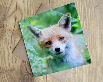 Red Fox photo greeting card, 6" x 6", blank inside for any occasion, printed from one of my original wildlife images.