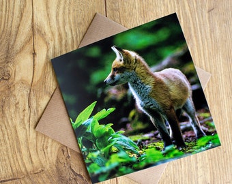 Red fox cub greeting card, 6" x 6", blank inside, created from one of my original wildlife images.
