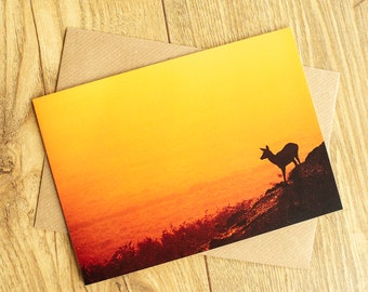 Red Deer Card, Red Deer Greeting Card, blank inside, 7" x 5".