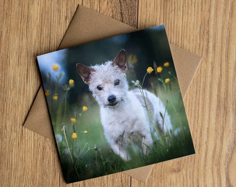 Jack Russell Terrier greetings card, birthday card, 6" x 6", blank inside for your own message.