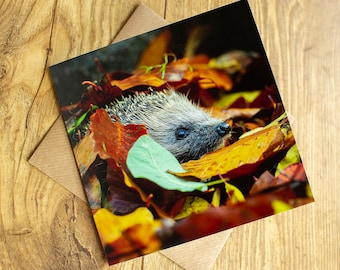 Hedgehog Card, Hedgehog Greeting Card, blank inside, 6" x 6".