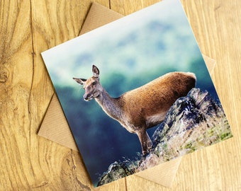 Red Deer Card, Red Deer Hind Greeting Card, blank inside, 6" x 6".