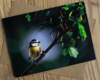 Blue tit, beautiful wildlife bird greetings card, birthday card, 7" x 5", blank inside.