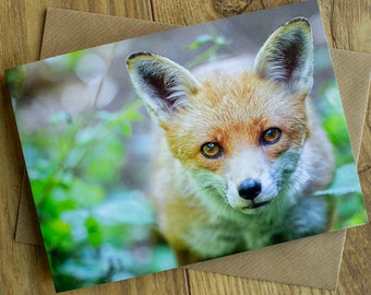 Red fox greeting card, blank inside, 7" x 5".