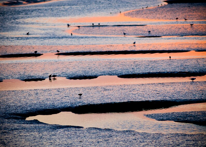 Birds at low tide, Burnham Overy Staithe, North Norfolk Coast, greeting card, 7 x 5, blank inside image 2