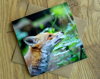 Red fox greeting card, blank inside, 6" x 6".