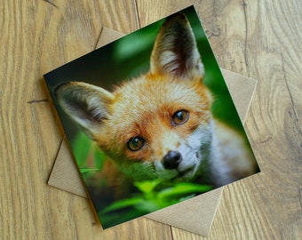 Red fox greeting card, blank inside, 6" x 6", printed from one of my original wildlife images.