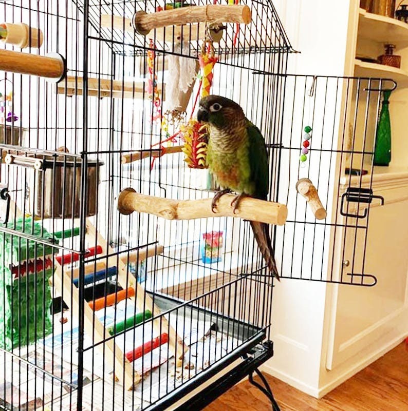 Set of Five Natural Bird Perches Parrot Perch Parrot Play Etsy