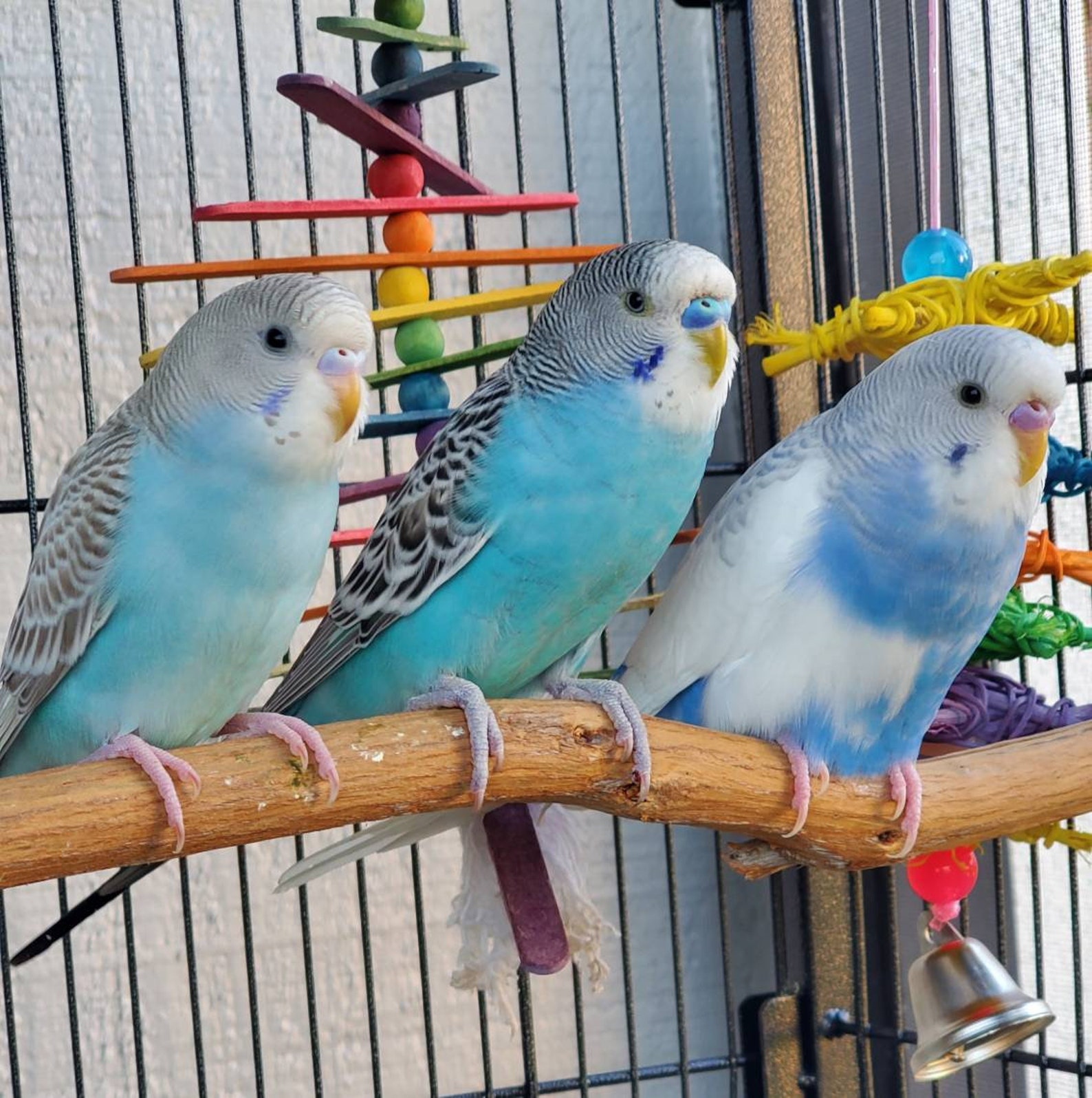 Three Natural Wood Bird Perches Dragonwood Bird Play Stand Etsy