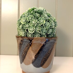 May include: A round, dense cluster of small, light green, succulent-like leaves with a frosted appearance, potted in a tapered ceramic planter. The planter features a decorative pattern of alternating brown and blue-grey vertical stripes.