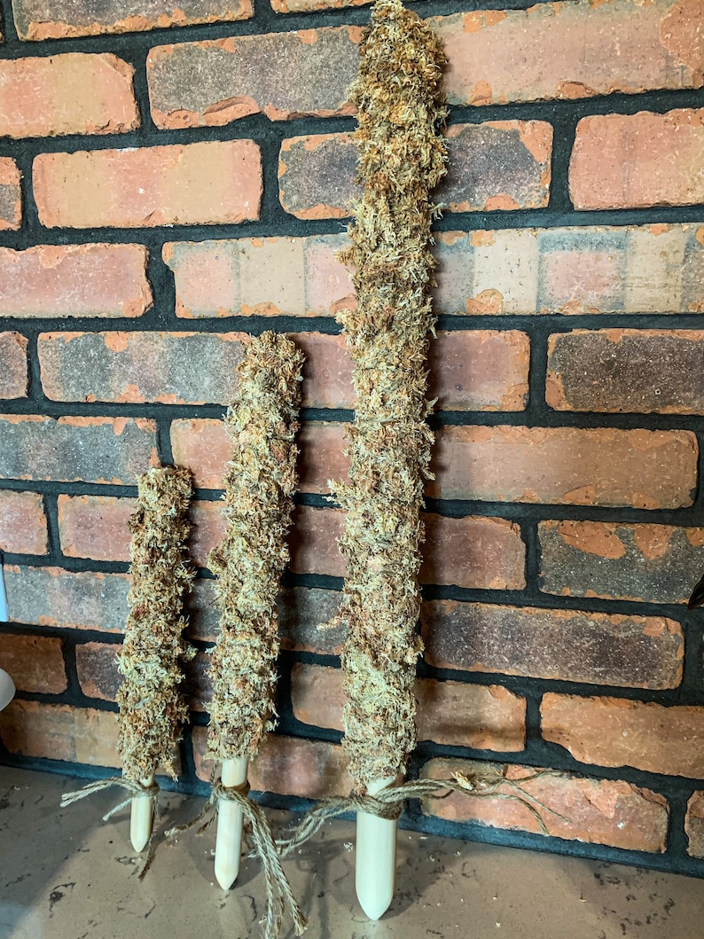 Sphagnum moss pole for climbing and trailing plants indoor Etsy