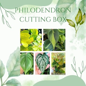 Philodendron plant cuttings, plant bundles, plant cuttings  for propagation, philodendron plants, house plants