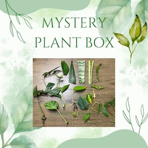 Plant Cuttings, Plant Gifts, Mystery plant box, plant lovers gift, houseplant cuttings, Plant cutting bundle, plant gift box,