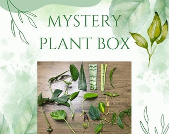 Plant Cuttings, Plant Gifts, Mystery plant box, plant lovers gift, houseplant cuttings, Plant cutting bundle, plant gift box,