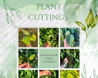Plant cuttings for propagation, plant gifts, pothos cuttings, houseplant cuttings, house plants, live indoor plants