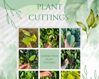 Esquejes de plantas para propagación, regalos de plantas, esquejes de pothos, esquejes de plantas de interior, plantas de interior, plantas vivas de interior