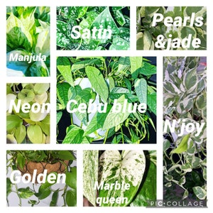 Puede incluir: Un collage de varias plantas de pothos, incluyendo Manjula, Satin, Pearls & Jade, Neon, Cebu Blue, N'joy, Golden y Marble Queen. Las plantas muestran una gama de variegaciones verdes y blancas, con cada variedad etiquetada en texto blanco.