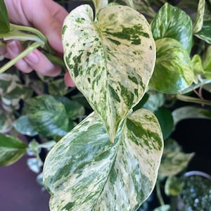 Snow Queen Pothos cutting, Variegated plant, rare pothos cutting, live plants, plant gifts