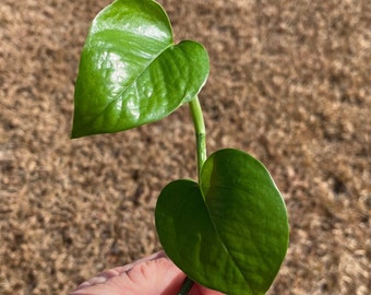 Jade pothos cutting, Pothos Cuttings, houseplant cuttings, live indoor house plants, green pothos