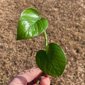 Jade pothos cutting, Pothos Cuttings, houseplant cuttings, live indoor house plants, green pothos