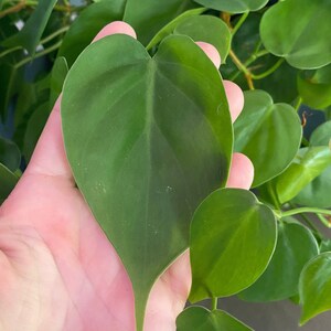 Heartleaf philodendron plant cutting, Green philodendron houseplant cutting, plant cuttings, live plants image 2