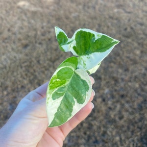 Pearls and Jade pothos cutting,  Variegated Pothos Cuttings, Plant cuttings, pothos cutting, live houseplant cuttings