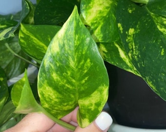 Golden Pothos Cutting, Houseplant cutting, pothos cutting, live plants