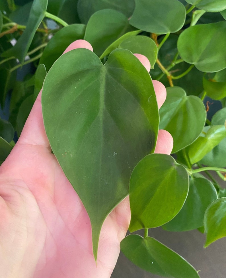 Heartleaf philodendron plant cutting, Green philodendron houseplant cutting, plant cuttings, live plants image 2