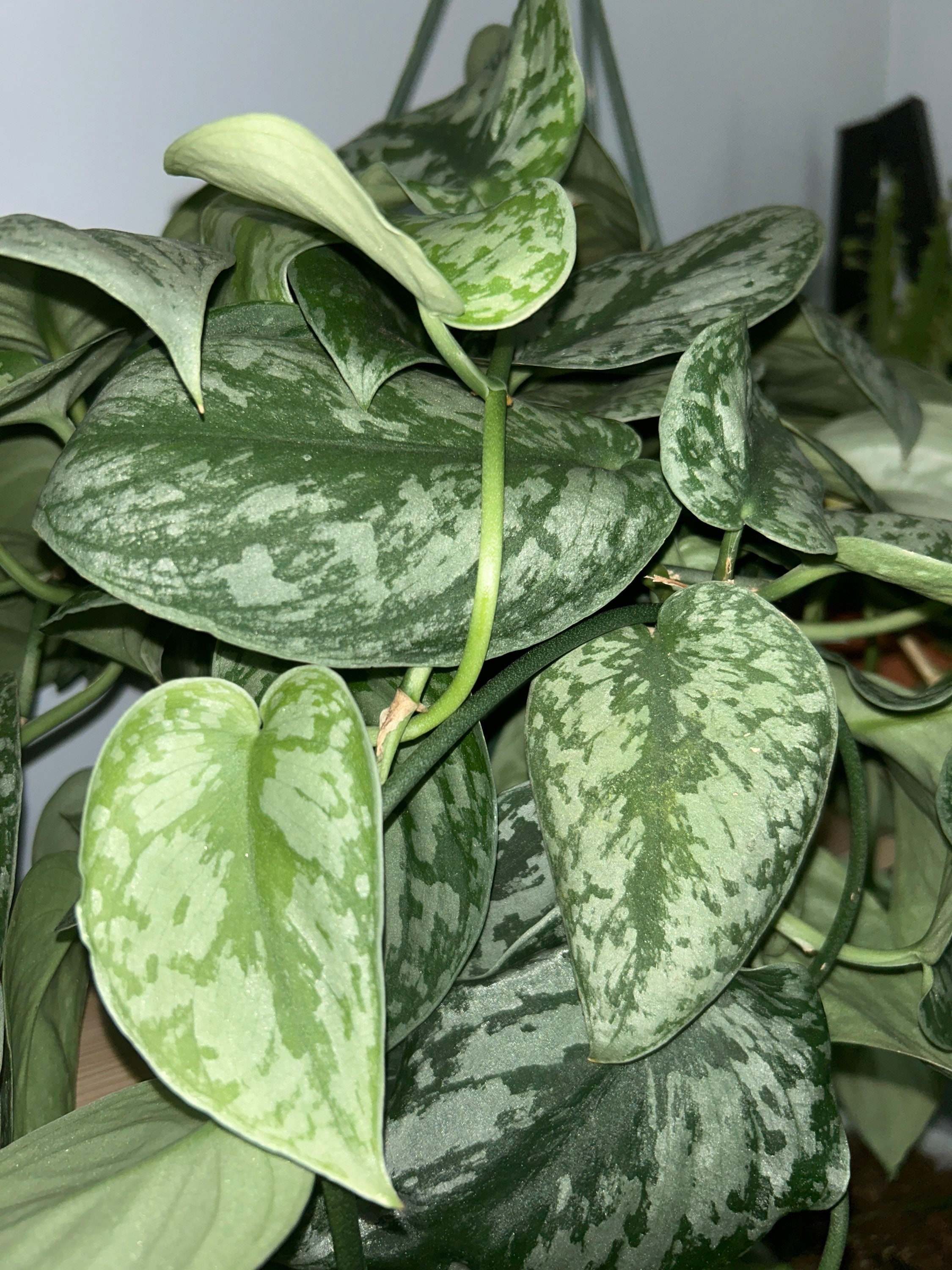 Scindapsus Pictus Exotica Cutting Silver Pothos Cutting - Etsy