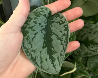 Corte Scindapsus Pictus Exotica, corte de potos plateados, corte de plantas de interior pothos exotica