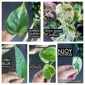 Puede incluir: Un collage de cinco variedades diferentes de plantas pothos. Las variedades incluyen Marble Queen, Snow Queen, Cebu Blue, Pearls & Jade y Njoy. Cada planta se muestra con su nombre en un cuadro negro.