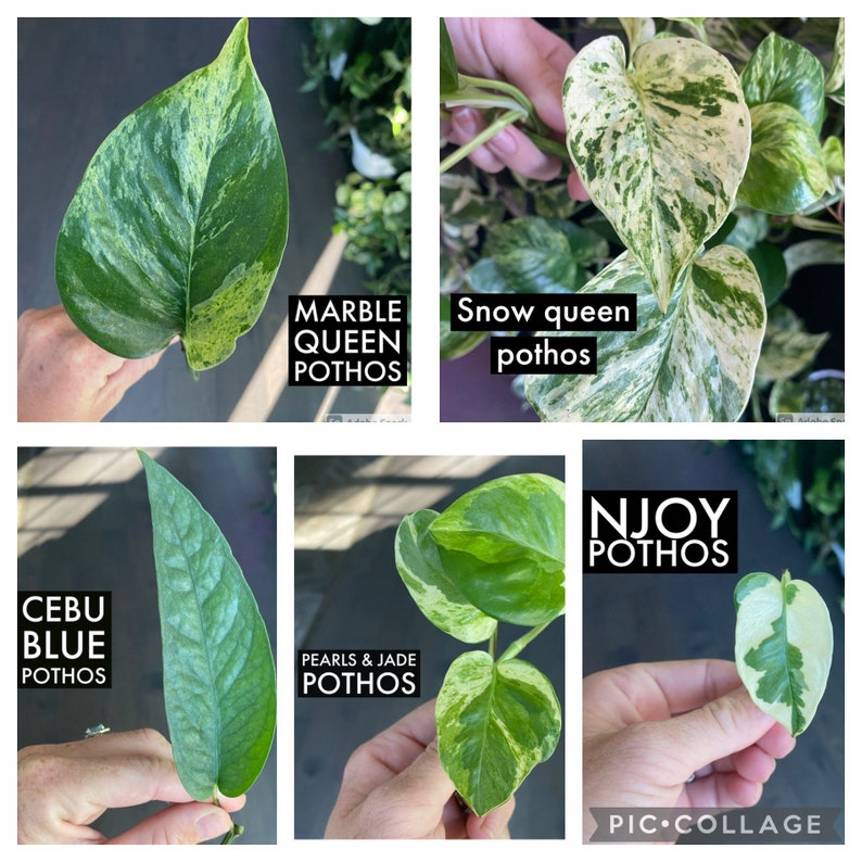 Puede incluir: Un collage de cinco variedades diferentes de plantas pothos. Las variedades incluyen Marble Queen, Snow Queen, Cebu Blue, Pearls & Jade y Njoy. Cada planta se muestra con su nombre en un cuadro negro.