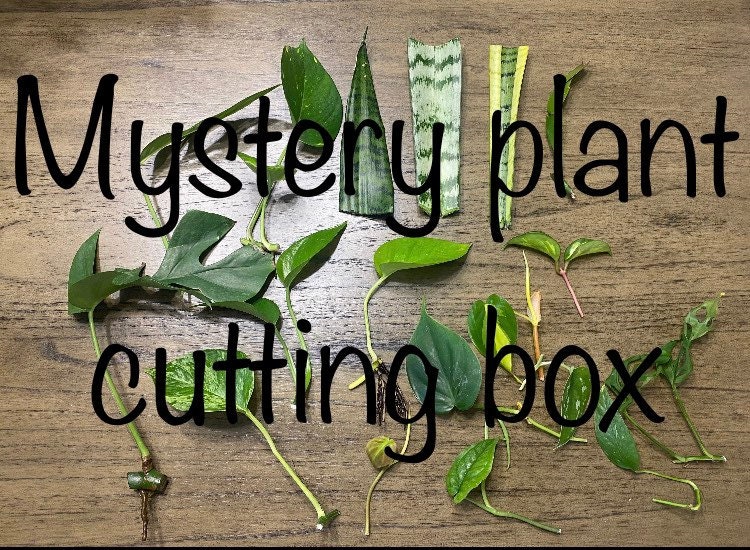 Mystery box plant cuttings - Houseplant cutting Surprise Box, Gift Bo…