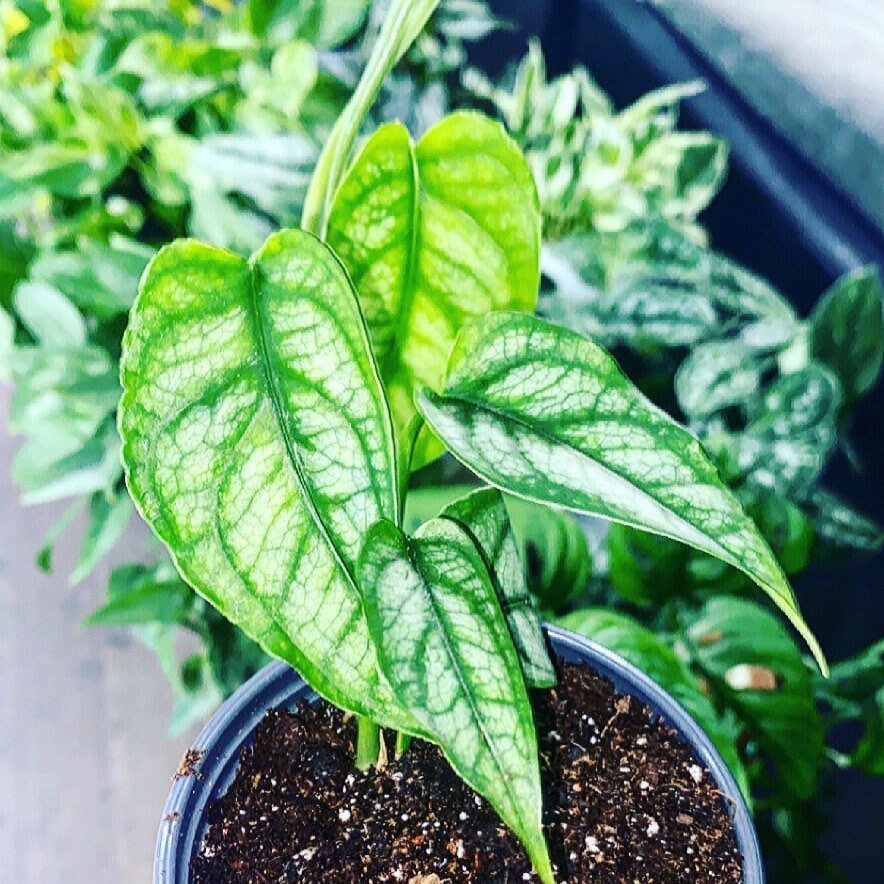 Monstera siltepecana silver monstera cutting / rare Monstera