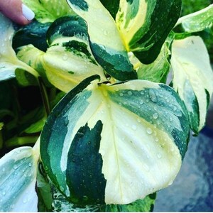 May include: Close-up of a variegated plant with large, heart-shaped leaves. The leaves display a mix of colors, including deep green, creamy white, and pale yellow. Water droplets are visible on the surface, adding a fresh, natural look. The plant is a vibrant example of indoor greenery.