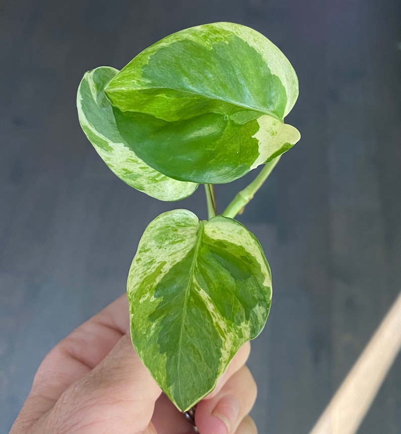 Pearls and Jade Pothos Cutting Variegated Pothos Cuttings Etsy