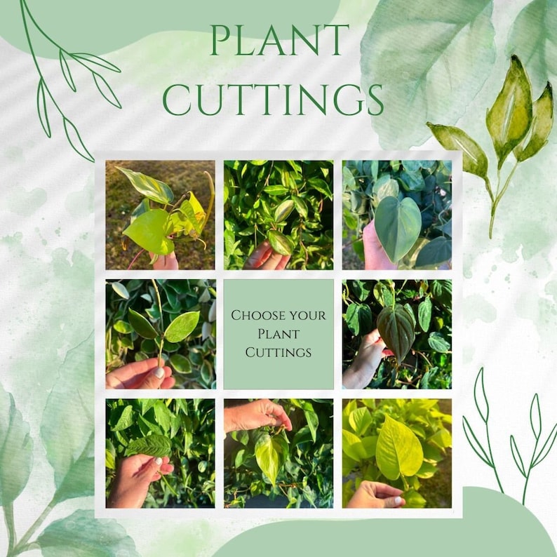Esquejes de plantas para propagación, regalos de plantas, esquejes de pothos, esquejes de plantas de interior, plantas de interior, plantas vivas de interior