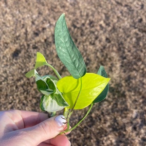 Puede incluir: Un conjunto de esquejes de plantas con diversos colores y patrones de hojas. Las hojas var&iacute;an de un chartreuse vibrante a un verde azulado profundo, algunas mostrando variegaci&oacute;n blanca. Los esquejes se sostienen contra un fondo marr&oacute;n borroso.