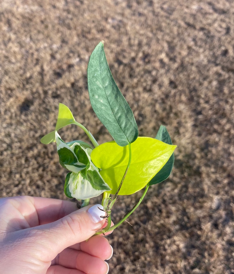 Puede incluir: Un conjunto de esquejes de plantas con diversos colores y patrones de hojas. Las hojas var&iacute;an de un chartreuse vibrante a un verde azulado profundo, algunas mostrando variegaci&oacute;n blanca. Los esquejes se sostienen contra un fondo marr&oacute;n borroso.