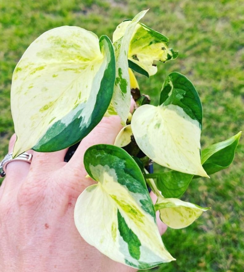 May include: Close-up of a Pothos plant with large, heart-shaped leaves. The leaves display a striking pattern of creamy white, light green, and dark green variegation. The plant is held against a blurred green background.