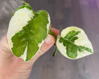 Puede incluir: Dos hojas variegadas de una planta de interior con marcas blancas y verdes. Las hojas tienen forma de corazón y una textura brillante.