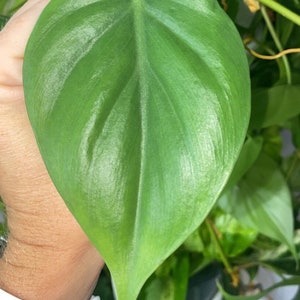 Heartleaf philodendron plant cutting, Green philodendron houseplant cutting, plant cuttings, live plants image 3