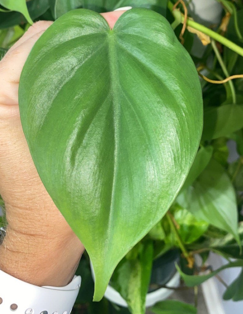 Heartleaf philodendron plant cutting, Green philodendron houseplant cutting, plant cuttings, live plants image 3