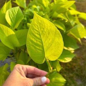 Neon Pothos Cutting, neon pothos, houseplant cuttings, live plants, pothos plant cutting, house plants