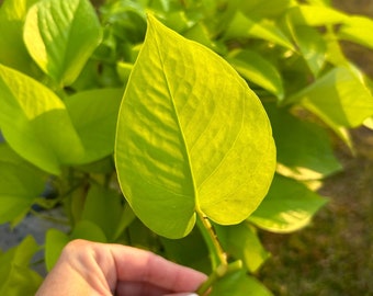 Neon Pothos Plant Cutting, Houseplant Propagation Starter