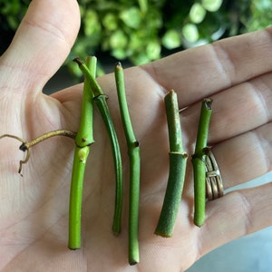 May include: Five green plant cuttings with nodes, ready for propagation.